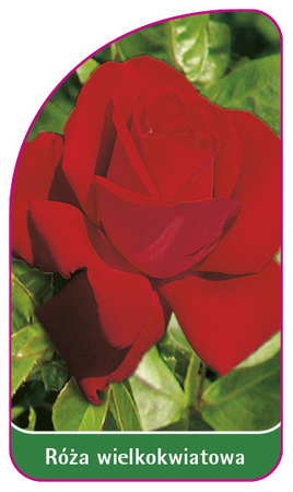 Róza wielkokwiatowa Nr. 210