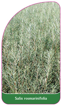 Sakix rosmarinifolia