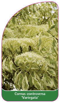 Cornus controversa 'Variegata'