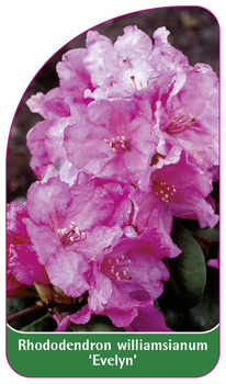 Rhododendron williamsianum 'Evelyn'
