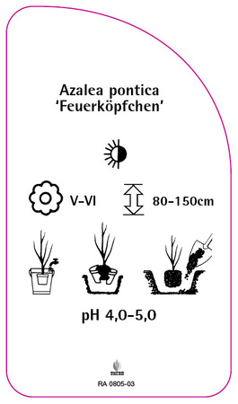 Azalea pontica 'Feuerköpfchen'