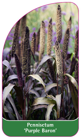 Pennisetum 'Purple Baron'