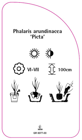 Phalaris arundinacea 'Picta'