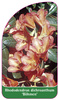 Rhododendron dichroanthum 'Böhmen'