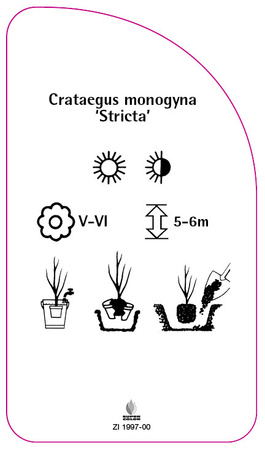 Crataegus monogyna 'Stricta'