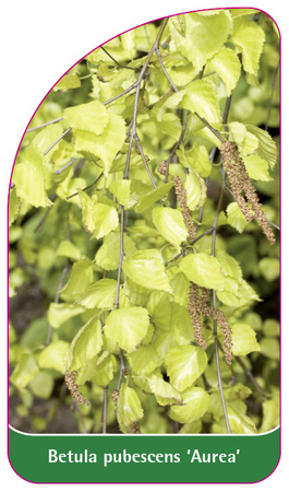 Betula pubescens 'Aurea'