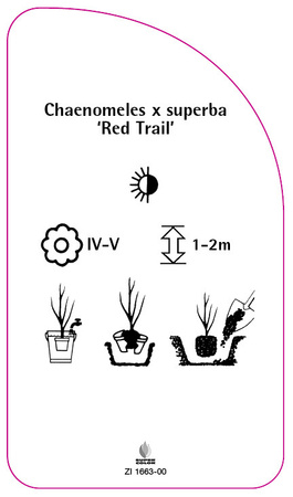 Chaenomeles x superba 'Red Trail'