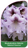Rhododendron-Hybride 'Admiral Vanessa'