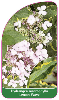 Hydrangea macrophylla ,Lemon Wave'