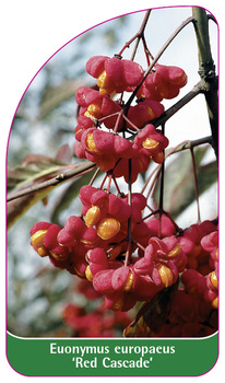 Euonymus europaeus 'Red Cascade'