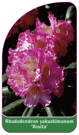 Rhododendron yakushimanum 'Rosita'