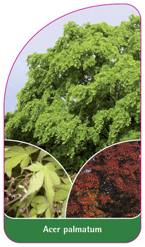 Acer palmatum