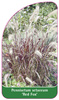 Pennisetum setaceum 'Red Fox'