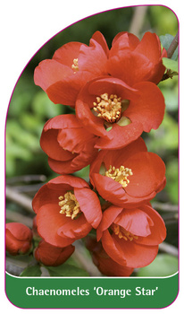 Chaenomeles 'Orange Star'