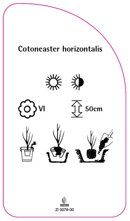 Cotoneaster horizontalis