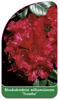 Rhododendron williamsianum 'Tromba'