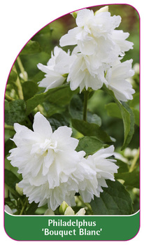 Philadelphus 'Bouquet Blanc'