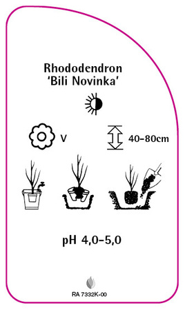 Rhododendron 'Bili Novinka'
