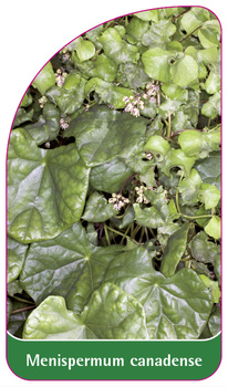 Menispermum canadense