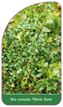 Ilex crenata 'Glorie Gem'