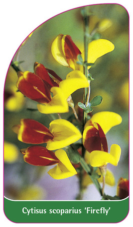 Cytisus scoparius 'Firefly'