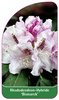 Rhododendron-Hybride 'Bismarck'