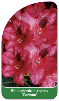 Rhododendron repens 'Corinna'