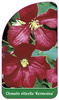 Clematis viticella 'Kermesina'