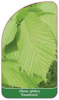 Ulmus glabra 'Exoniensis'