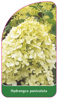 Hydrangea paniculata