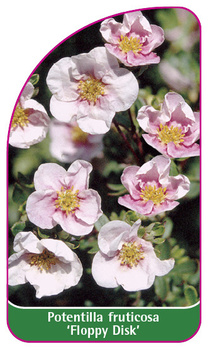 Potentilla fruticosa 'Floppy Disk'
