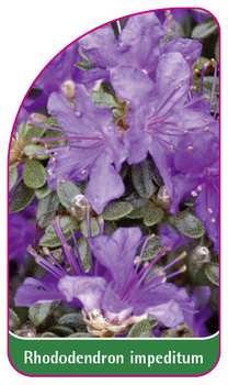 Rhododendron impeditum