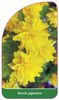 Kerria japonica