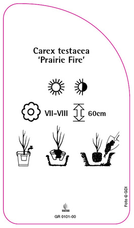 Carex testacea 'Prairie Fire'