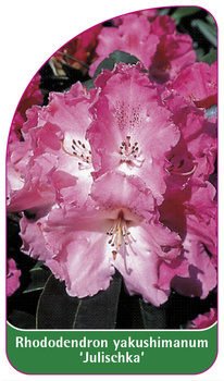 Rhododendron-Hybride 'Julischka'