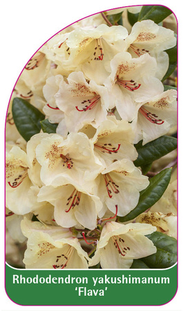 Rhododendron yakushimanum 'Flava'