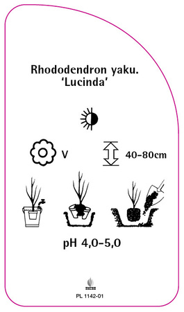 Rhododendron yaku. 'Lucinda',
