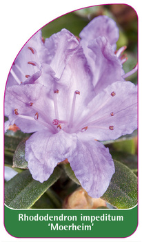 Rhododendron impeditum 'Moerheim'