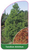 Taxodium distichum