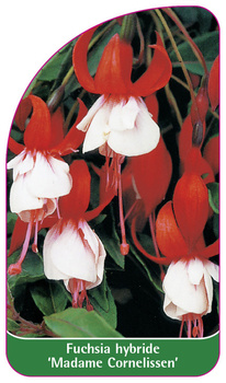 Fuchsia hybride 'Madame Cornelissen'