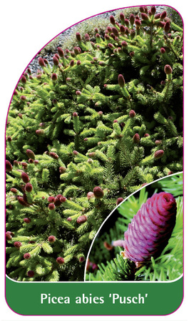 Picea abies 'Pusch'