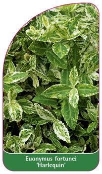 Euonymus fortunei 'Harlequin'