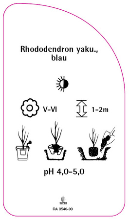 Rhododendron yakushimanum, blau