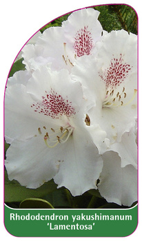 Rhododendron yakushimanum 'Lamentosa'