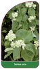 Sorbus aria