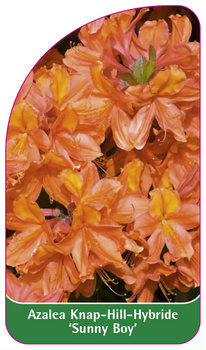 Azalea Knap-Hill-Hybride 'Sunny Boy'