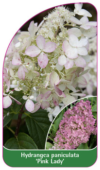 Hydrangea paniculata 'Pink Lady'