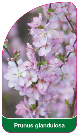 Prunus grandulosa