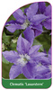 Clematis 'Lasurstern'