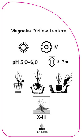 Magnolia 'Yellow Lantern'
